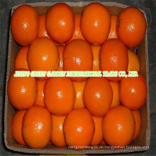 Frische erste Qualität Navel Orange